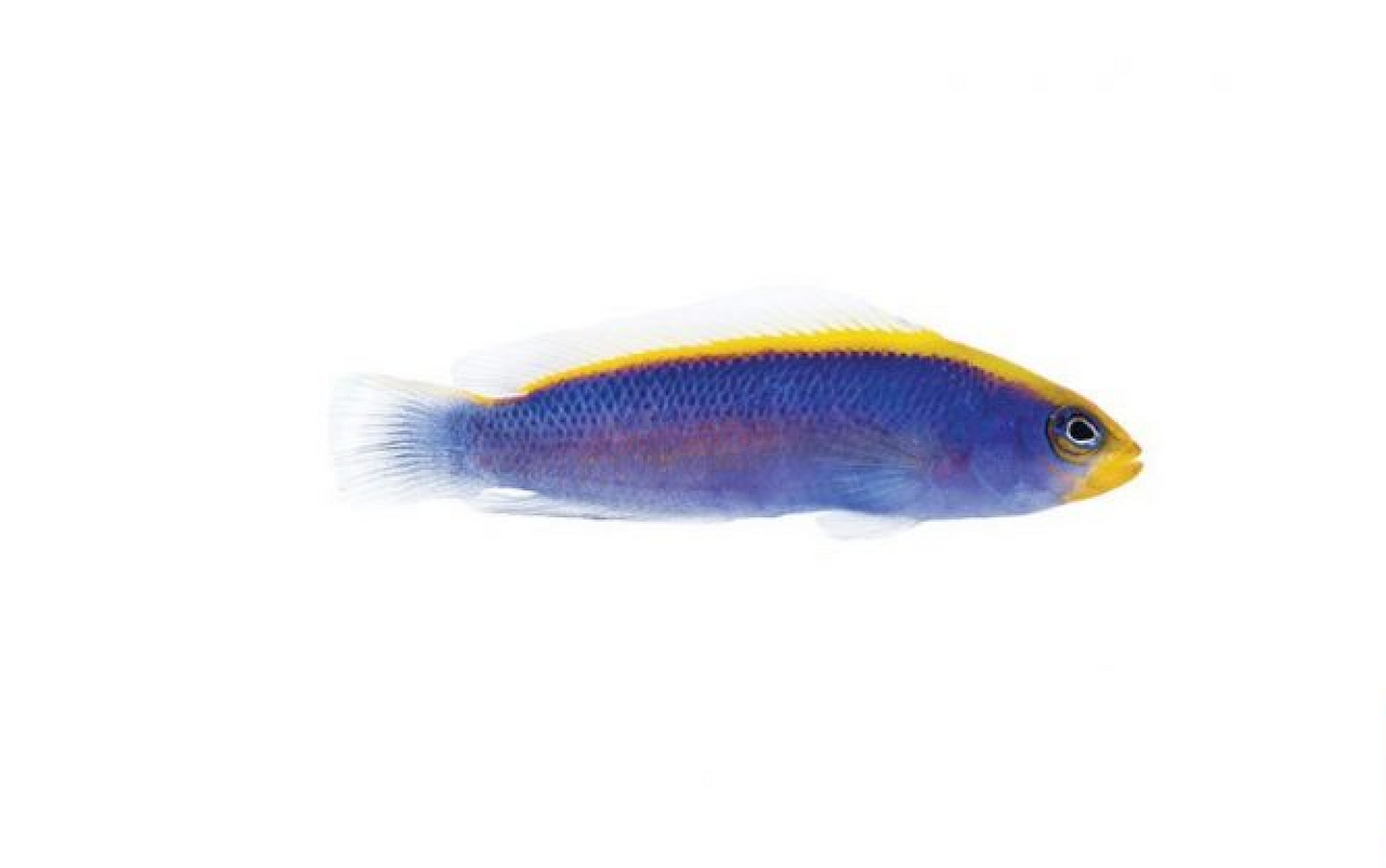 + ORA Tank Raised Sunrise Dottyback *PLEASE CONTACT FOR AVAILABILITY BEFORE ORDERING