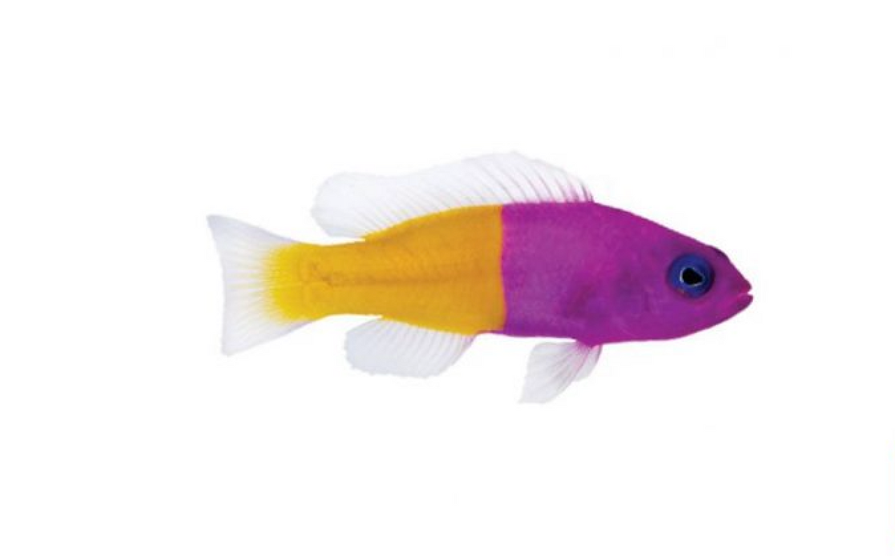 + ORA Tank Raised Bicolor Dottyback *PLEASE CONTACT FOR AVAILABILITY BEFORE ORDERING
