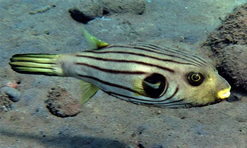+ Striped Dogface Puffer