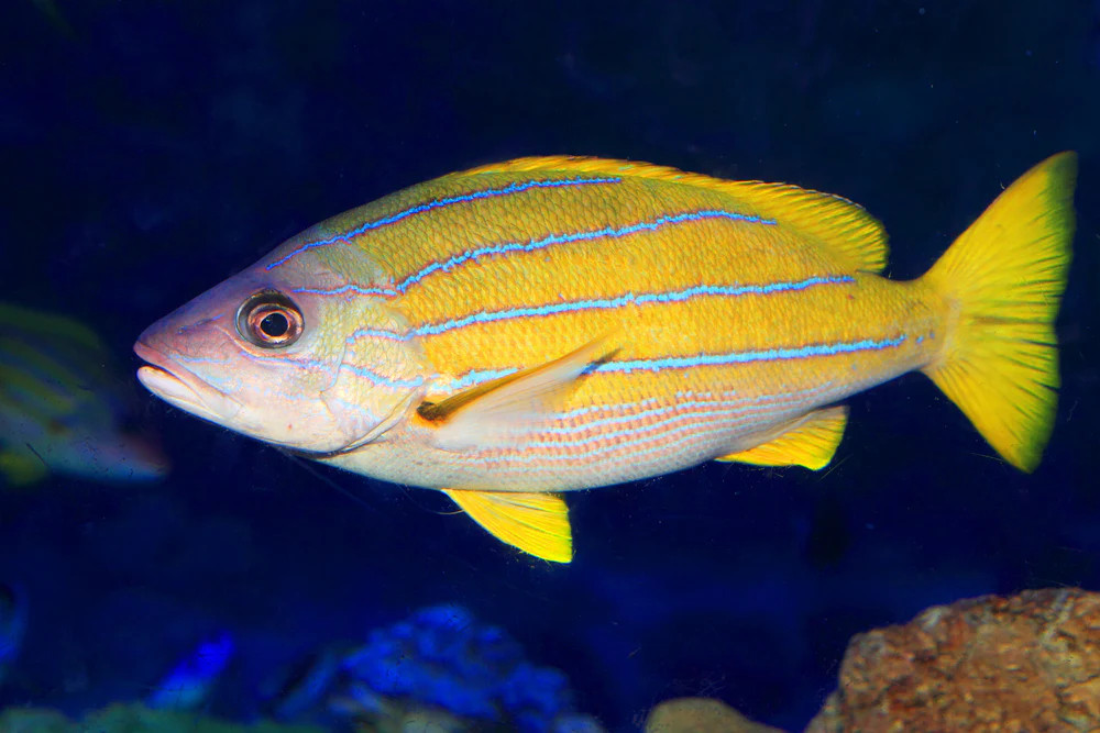 + Bluestripe Snapper *PLEASE CONTACT FOR AVAILABILITY BEFORE ORDERING
