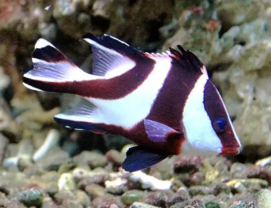 + Red Emperor Snapper *PLEASE CONTACT FOR AVAILABILITY BEFORE ORDERING