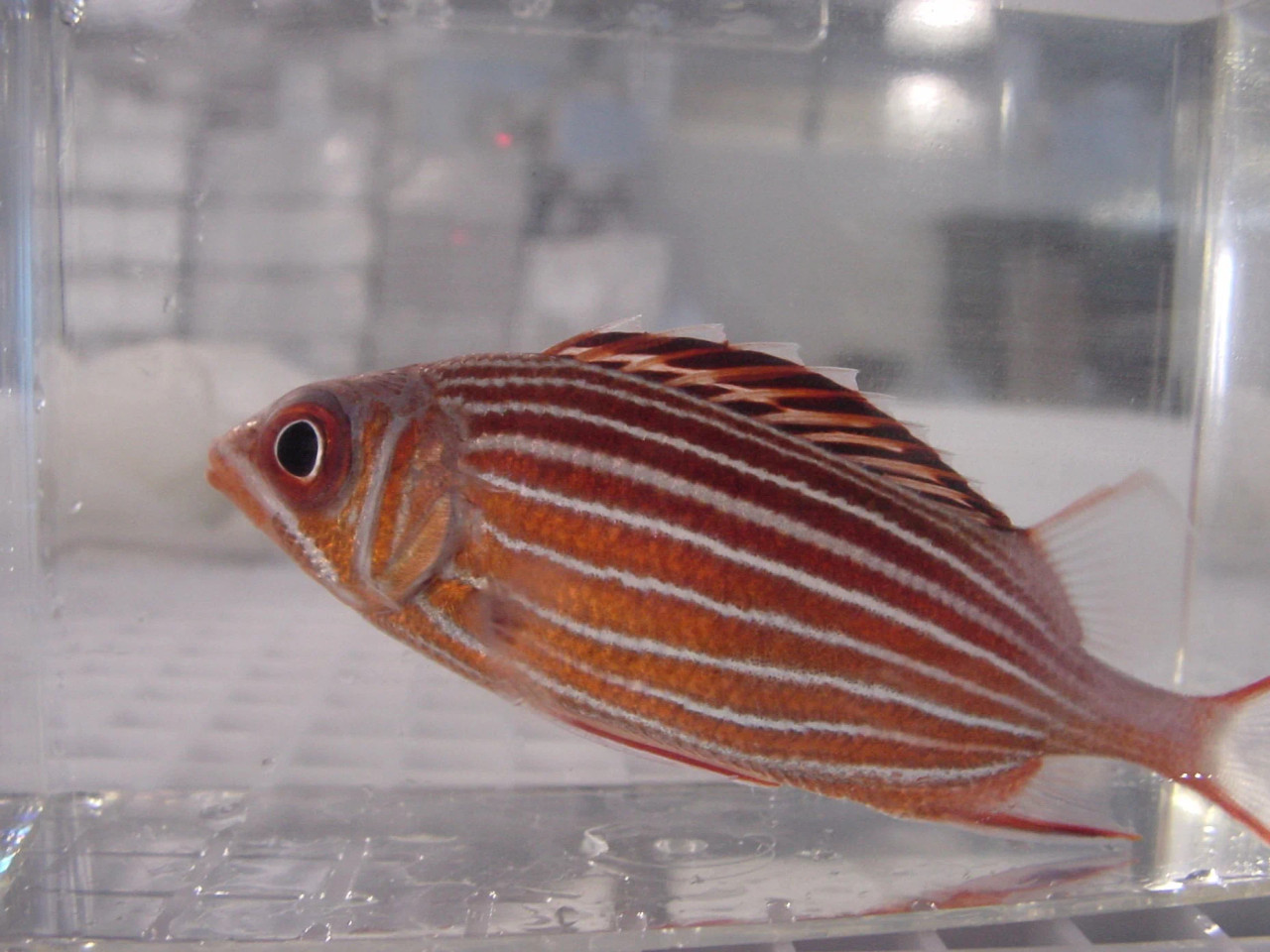 + Crown Squirrelfish *PLEASE CONTACT FOR AVAILABILITY BEFORE ORDERING