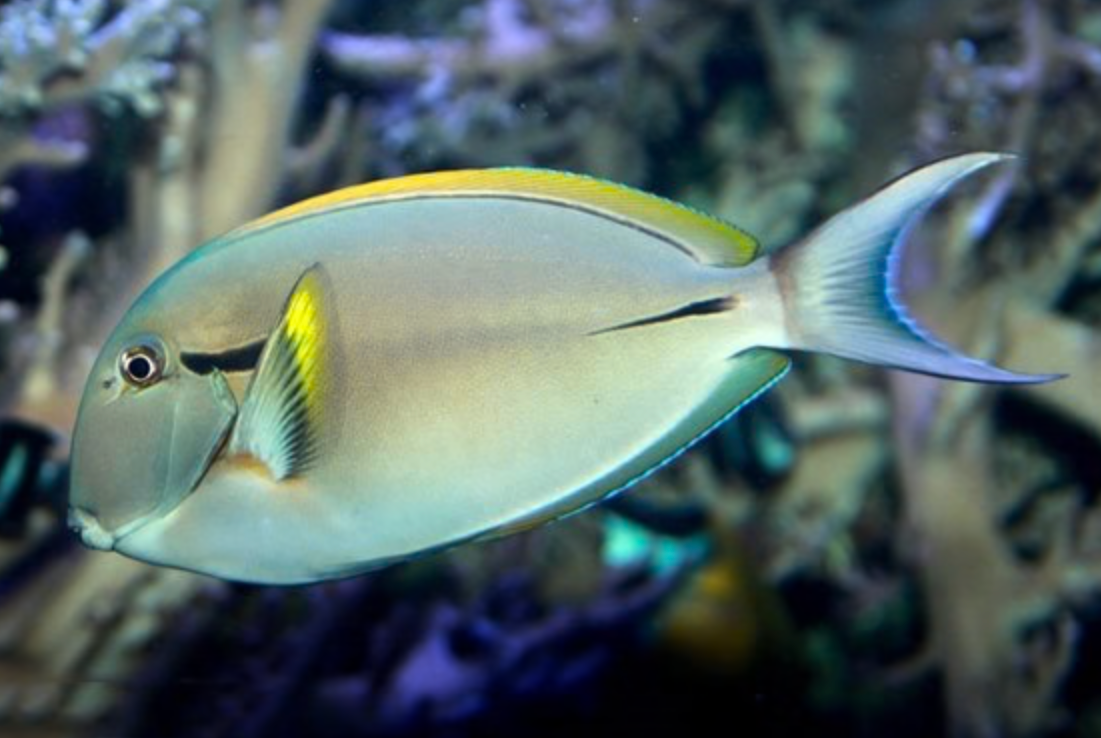 + Black Shoulder Tang *PLEASE CONTACT FOR AVAILABILITY BEFORE ORDERING