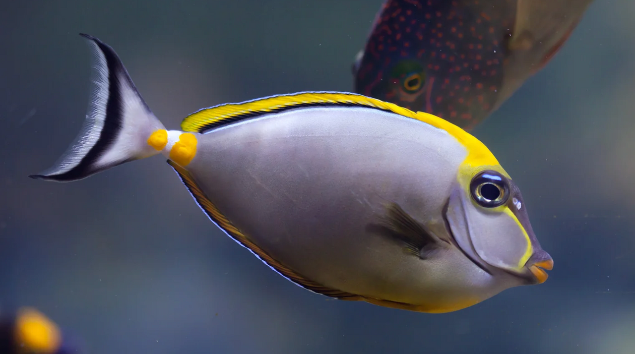 + Blonde Naso Tang *PLEASE CONTACT FOR AVAILABILITY BEFORE ORDERING