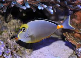 + Naso Tang *PLEASE CONTACT FOR AVAILABILITY BEFORE ORDERING