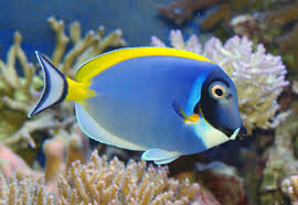 + Powder Blue Tang *PLEASE CONTACT FOR AVAILABILITY BEFORE ORDERING