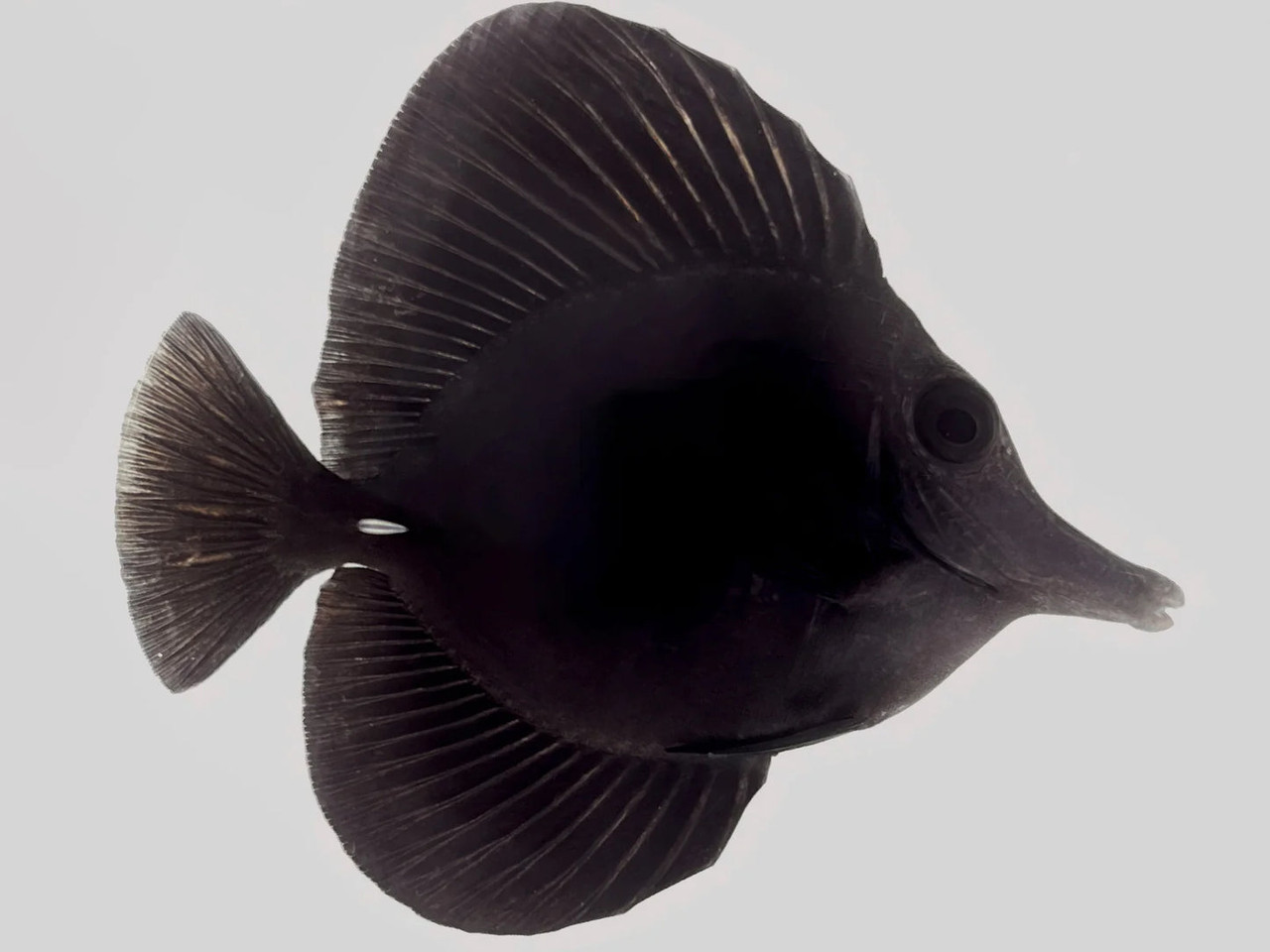 + Black Longnose Tang *PLEASE CONTACT FOR AVAILABILITY BEFORE ORDERING