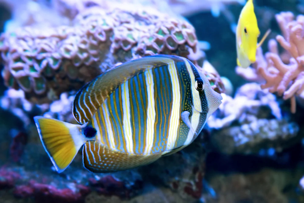 + Desjardinii Sailfin Tang *PLEASE CONTACT FOR AVAILABILITY BEFORE ORDERING
