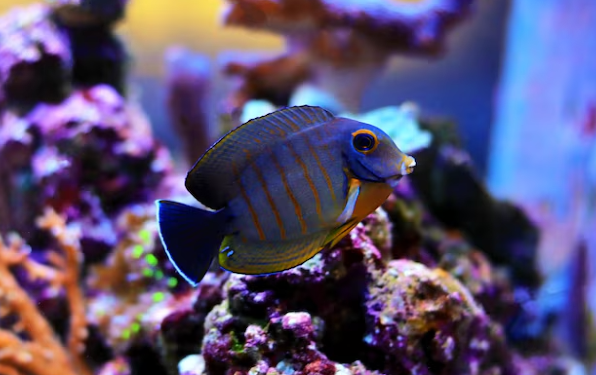 + Mimic Eibli Tang *PLEASE CONTACT FOR AVAILABILITY BEFORE ORDERING