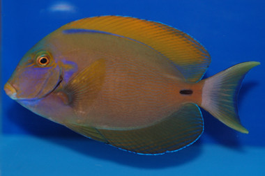 + Fowleri Tang *PLEASE CONTACT FOR AVAILABILITY BEFORE ORDERING