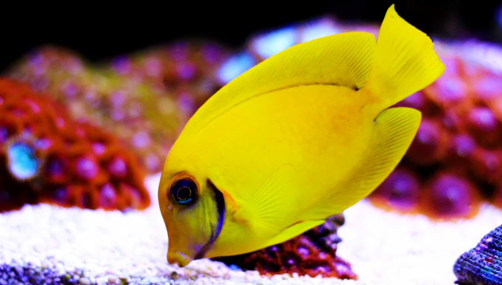 + Chocolate Yellow Mimic Tang: Juvenile *PLEASE CONTACT FOR AVAILABILITY BEFORE ORDERING