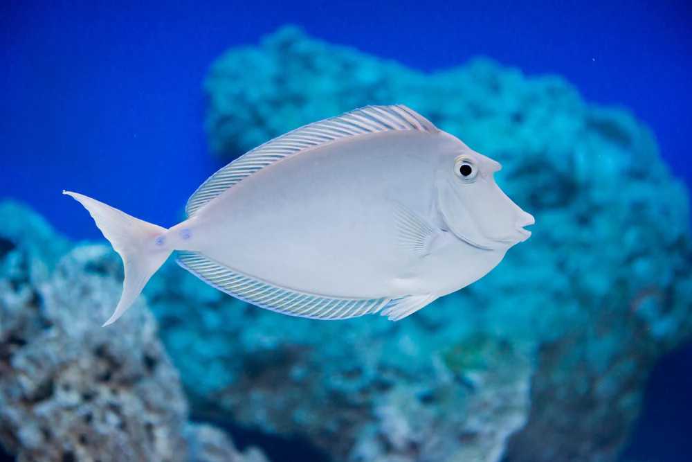 + Unicorn Tang *PLEASE CONTACT FOR AVAILABILITY BEFORE ORDERING