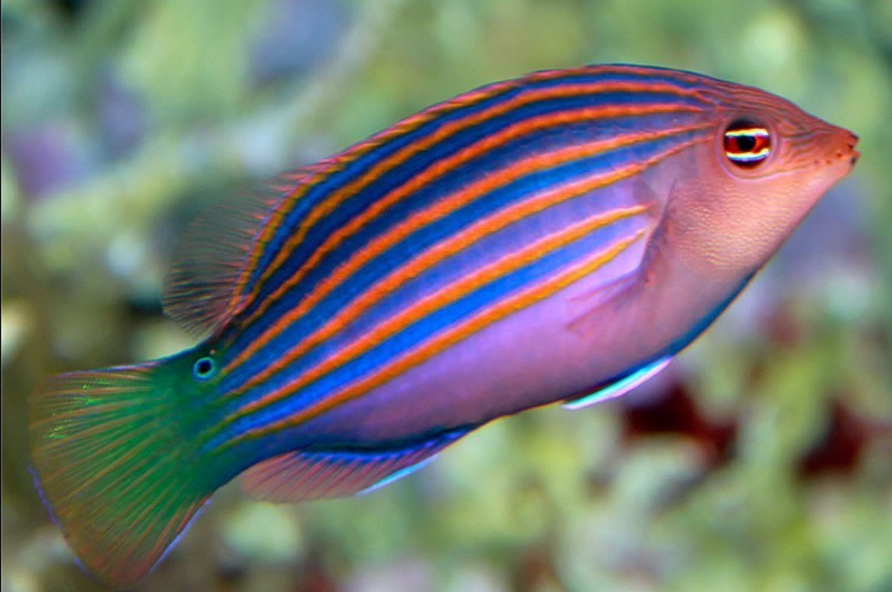 + Six Line Wrasse *PLEASE CONTACT FOR AVAILABILITY BEFORE ORDERING