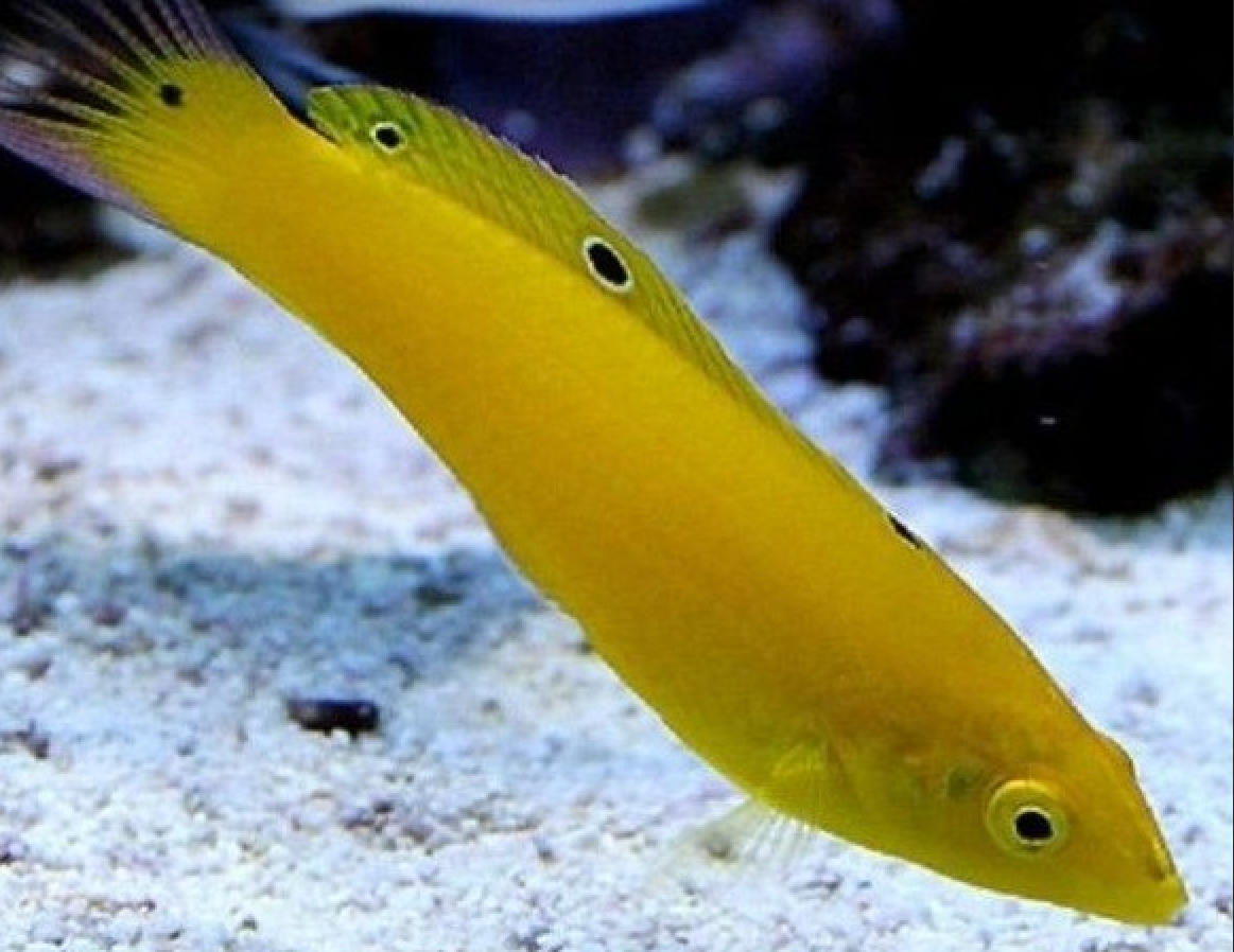 + Yellow Wrasse