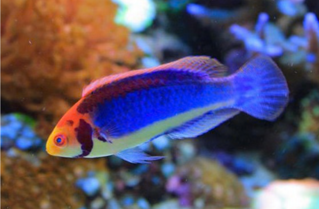 + Solar Fairy Wrasse