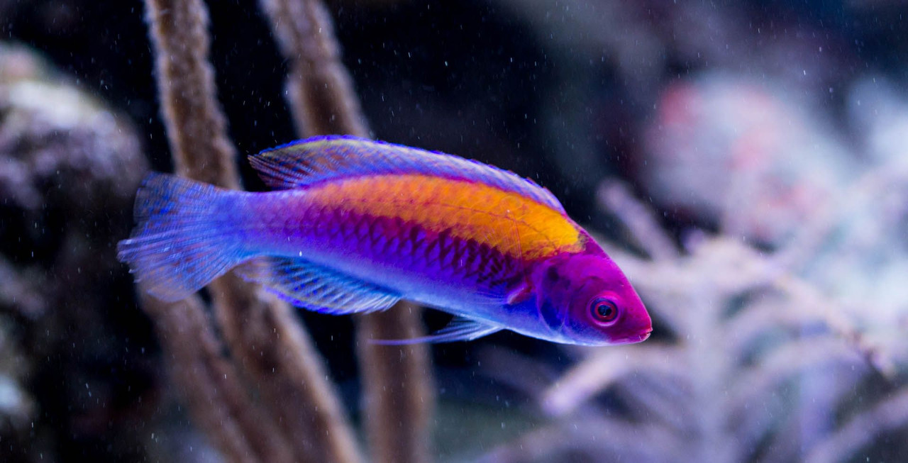 + Orange Back Fairy Wrasse