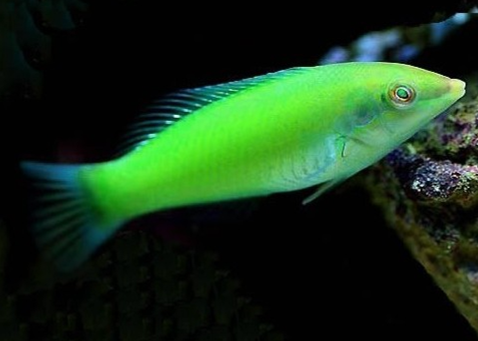 + Green Coris Wrasse
