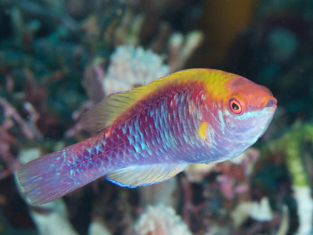 + Tricolor Fairy Wrasse *PLEASE CONTACT FOR AVAILABILITY BEFORE ORDERING