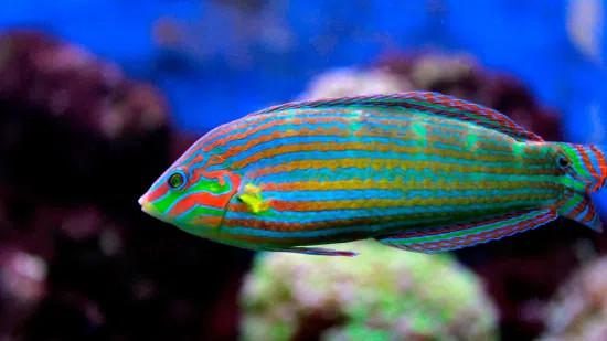 + Melanarus Wrasse: Male *PLEASE CONTACT FOR AVAILABILITY BEFORE ORDERING