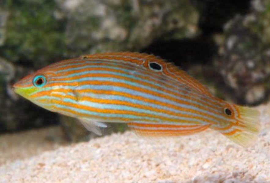 + Melanarus Wrasse: Female *PLEASE CONTACT FOR AVAILABILITY BEFORE ORDERING