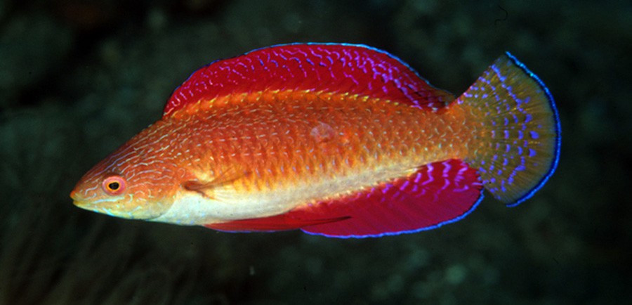 + Ruby Finned Fairy Wrasse *PLEASE CONTACT FOR AVAILABILITY BEFORE ORDERING