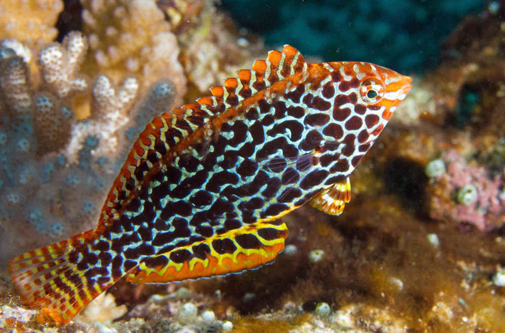 + Leopard Wrasse