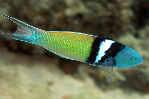 + Bluehead Wrasse: Male *PLEASE CONTACT FOR AVAILABILITY BEFORE ORDERING