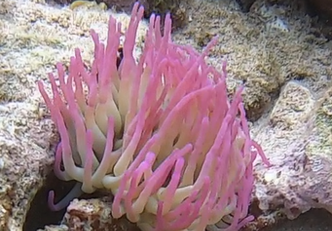 * Condylactis Anemone: Hatian
