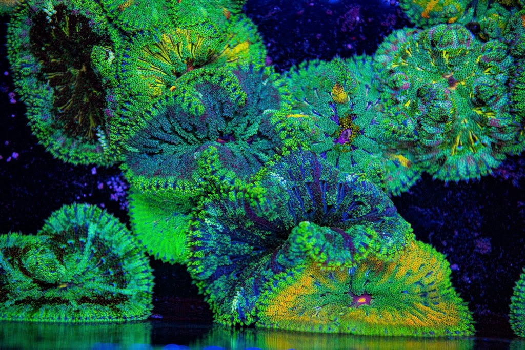 * Maxi-Mini Carpet Anem: Colored