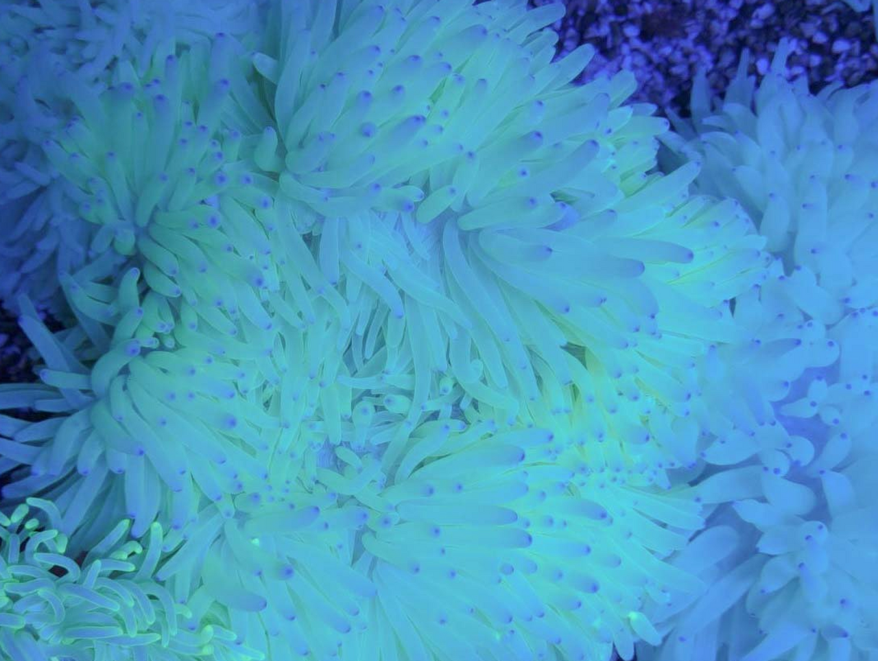 * Sebae Anemone: Colored