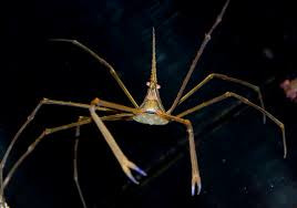 * Arrow Crab