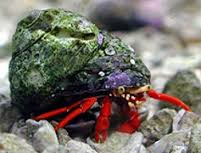 * Scarlett Hermit Crab