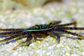 * Sally Lightfoot Crab