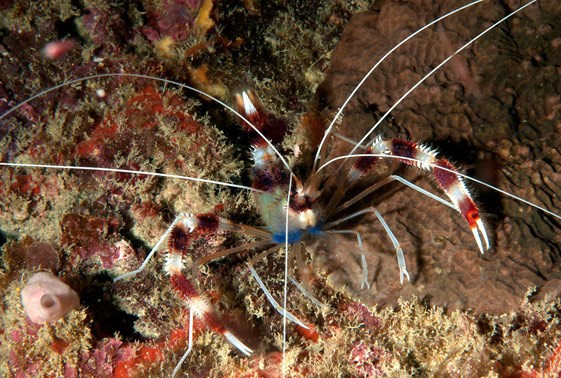 * Coral Banded Shrimp