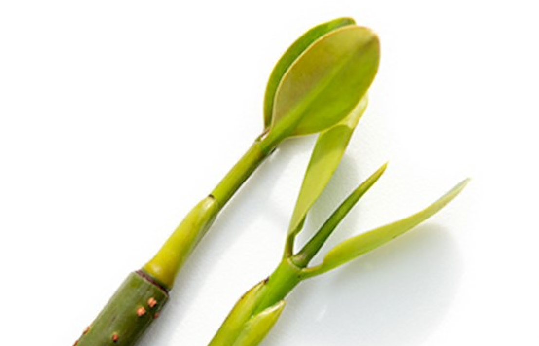 * SPROUTED RED MANGROVE