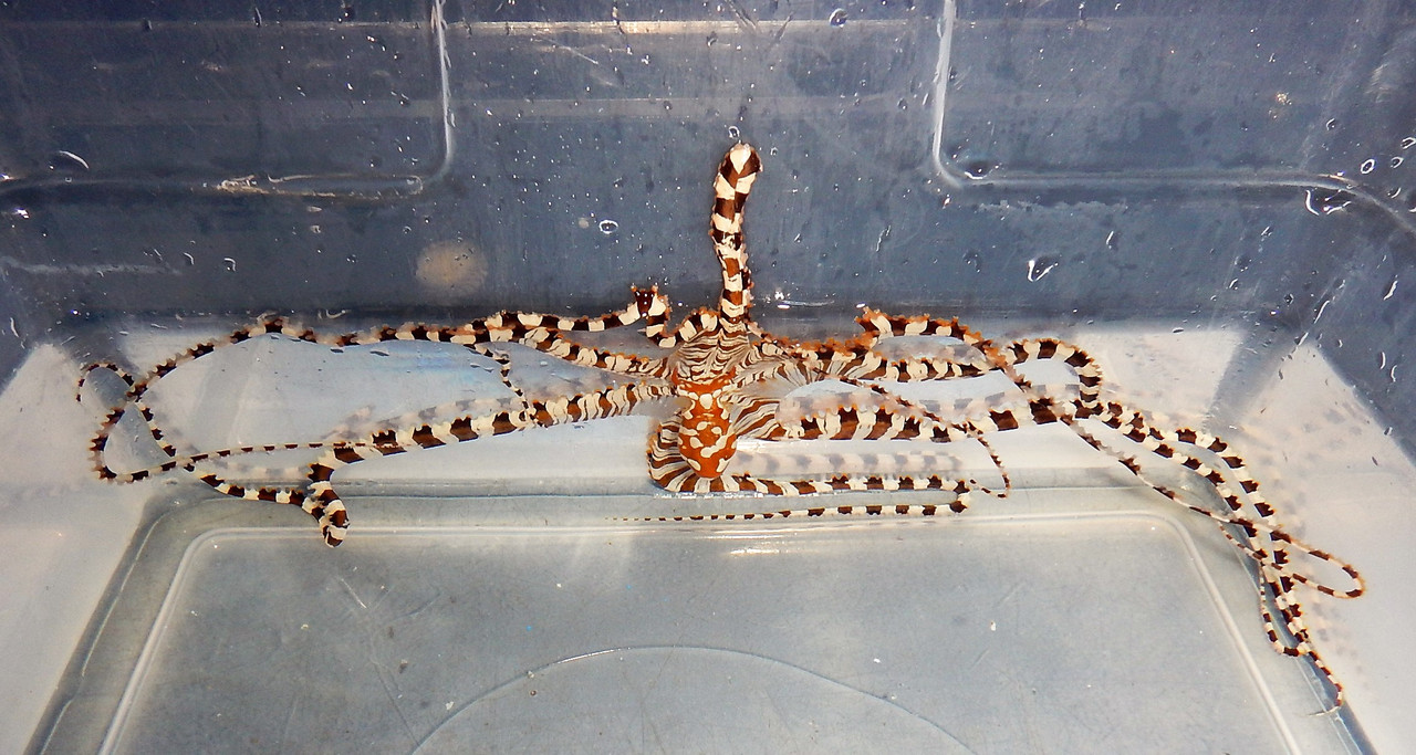 * Wunderpus Octopus