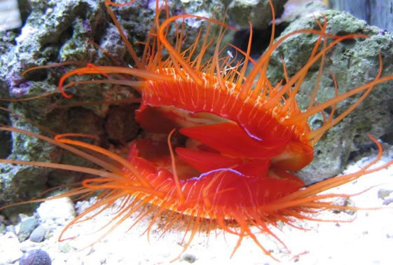 * Electric Eye Scallop