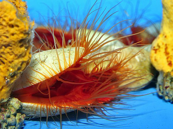 * Flame Scallop