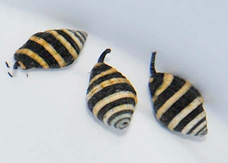 * Bumble Bee Snail