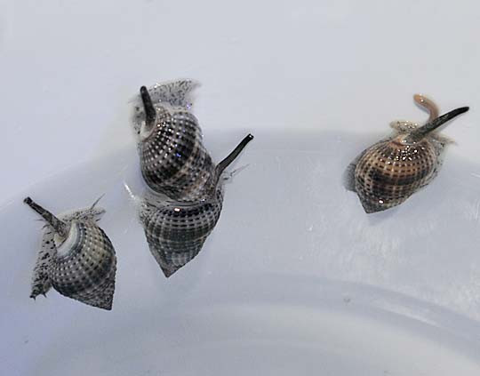 * Nassarius Sand Snail