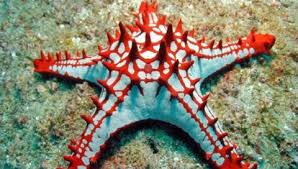 * African Red Knob Starfish