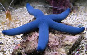 * Blue (Linkia) Starfish