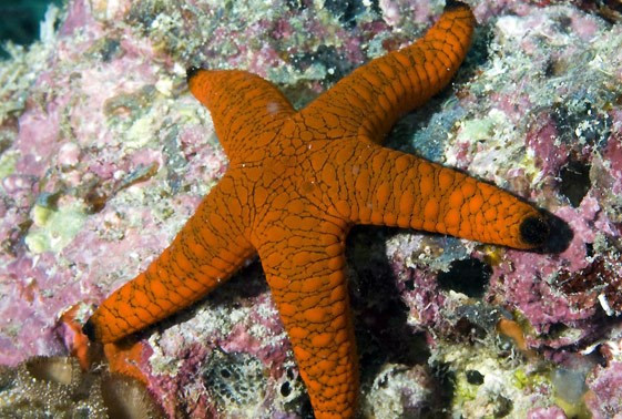 * Red Fromia Starfish *PLEASE CONTACT FOR AVAILABILITY BEFORE ORDERING