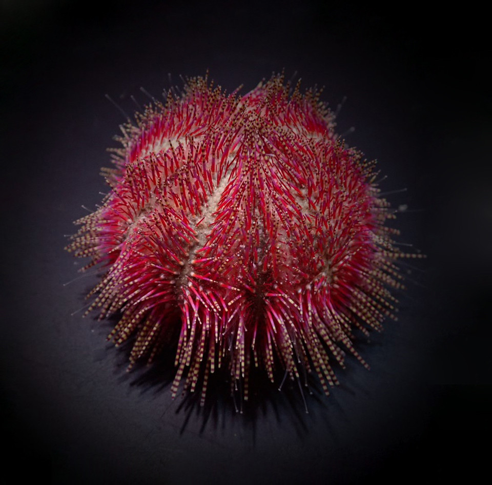 * Pincushion Urchin: Rose Pink