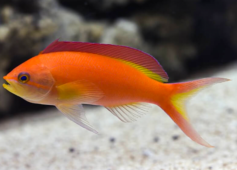 + Ignitus Anthias