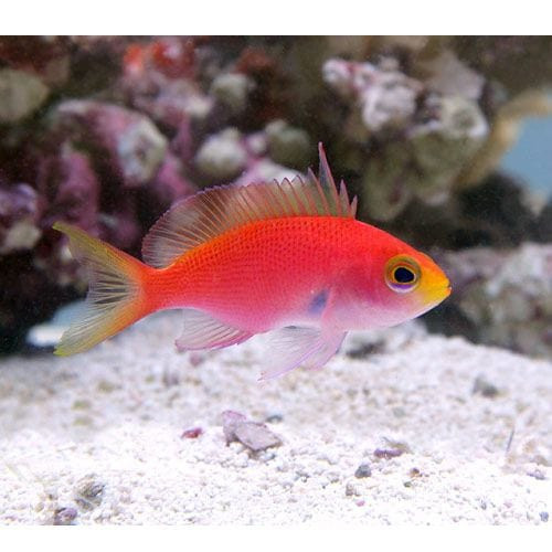 + Randalls Anthias: Female