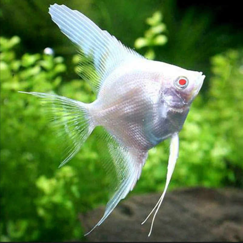 * Albino Angelfish *LOCAL ONLY, NO OUT OF STATE SHIPPING