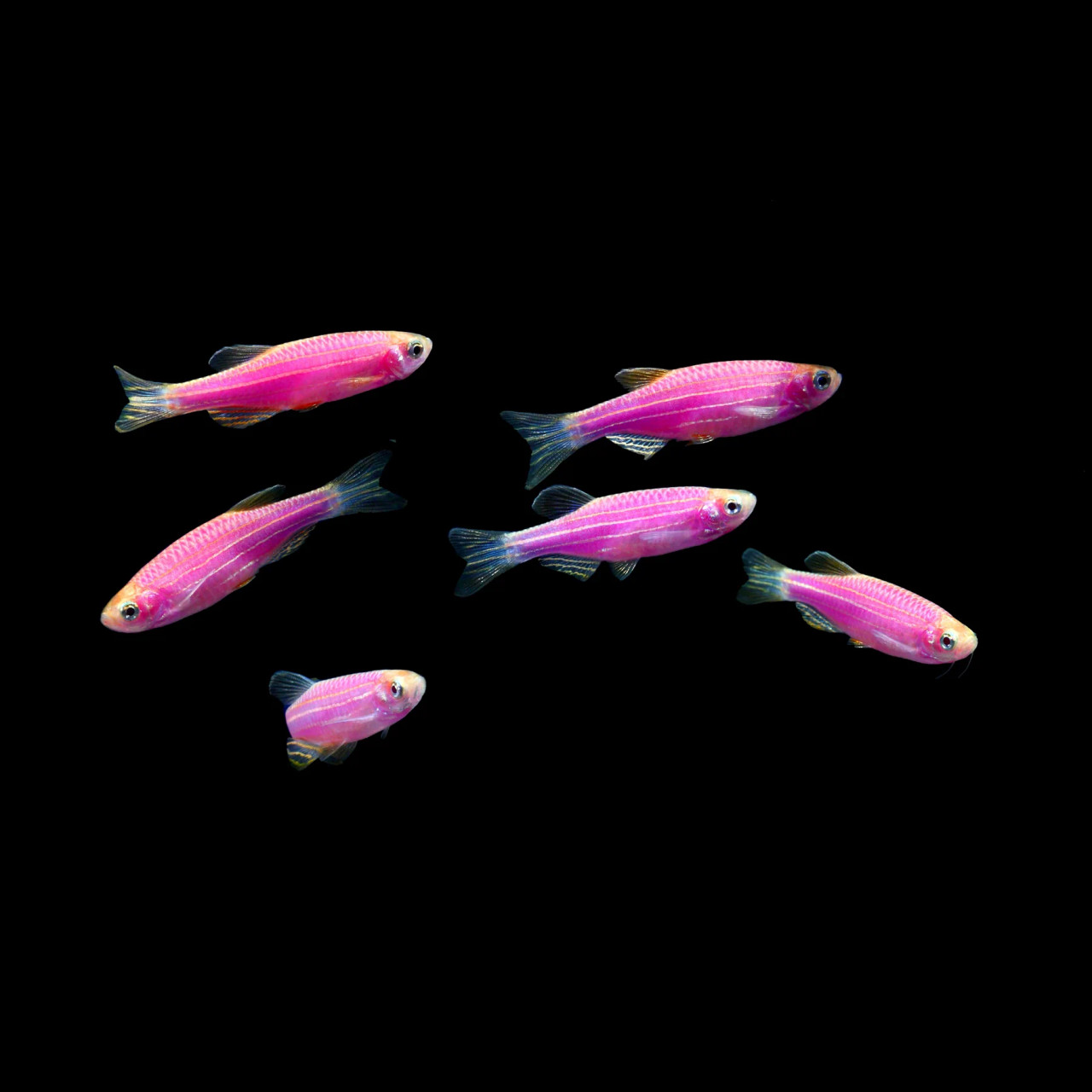 * GloFish® Zebra Danio *LOCAL ONLY, NO OUT OF STATE SHIPPING