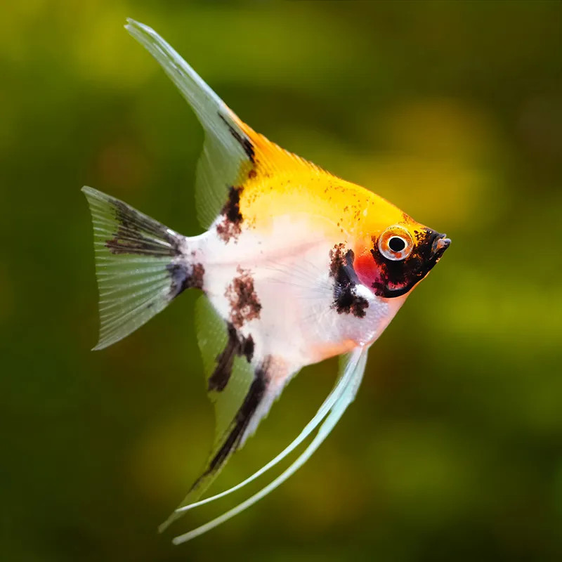 * Koi Angelfish *LOCAL ONLY, NO OUT OF STATE SHIPPING