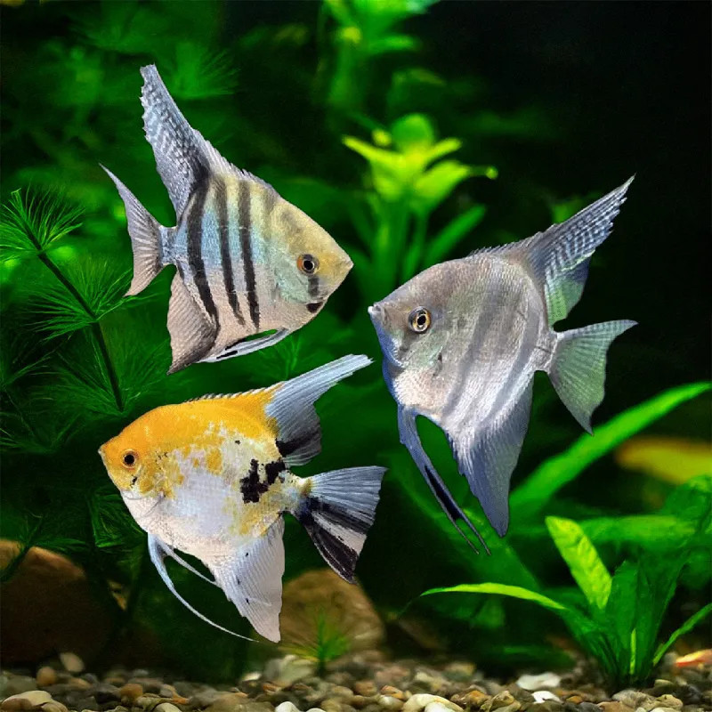 * Assorted Angelfish *LOCAL ONLY, NO OUT OF STATE SHIPPING